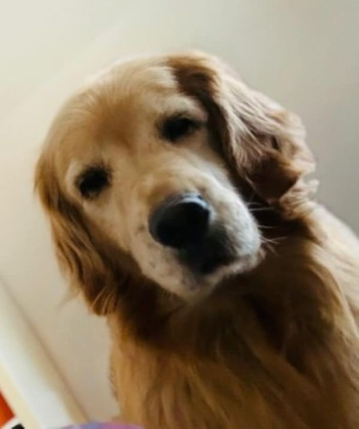 飼い主さんを心配する愛犬たち3