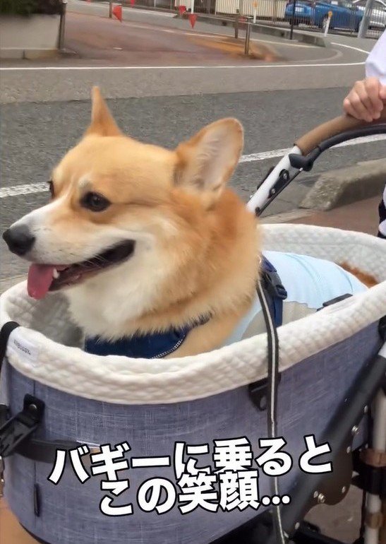 笑顔のジノくん1