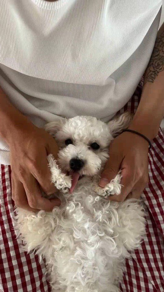 男性に抱えられて舌を出す犬