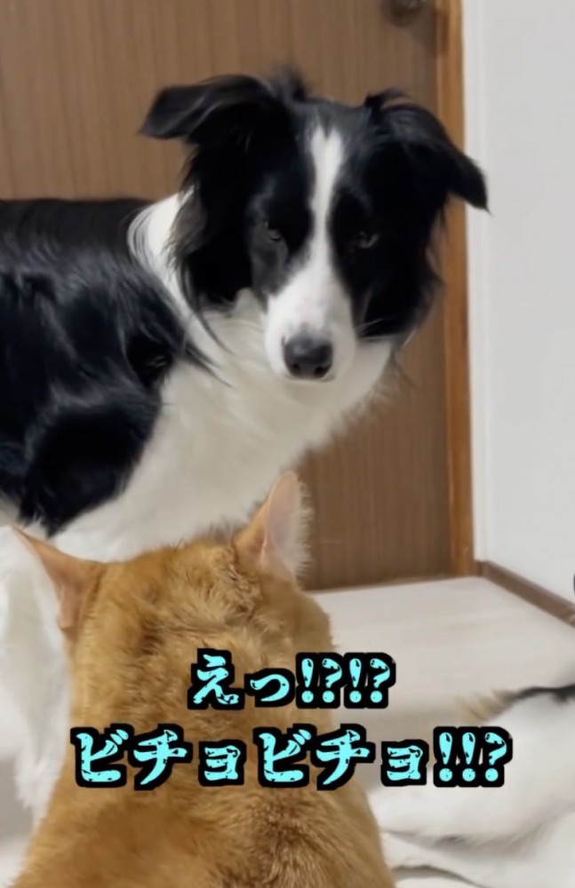 モモさん「なんでそうなる！？」