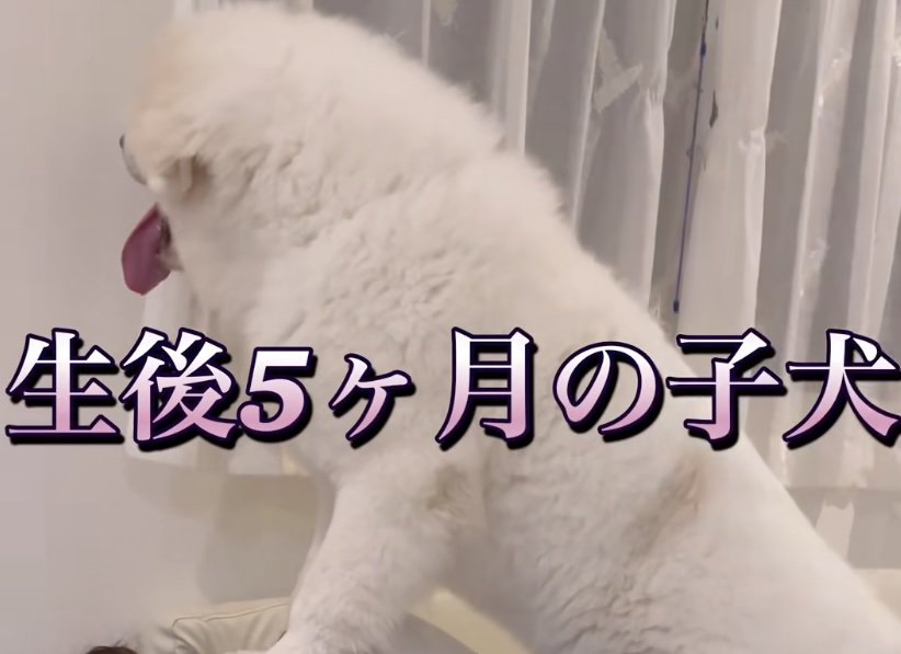 モッフモフのチャックくん