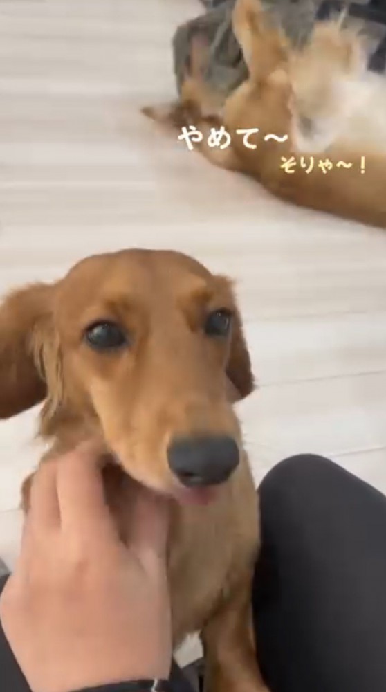 飼い主に撫でられるミニチュアダックスフンドと、少し離れたところで布を使って遊ぶゴールデンレトリバー
