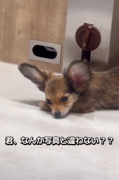 実際のガルウイングちゃん