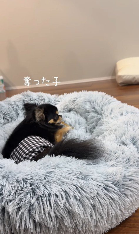 よもぎ君VSしょうぶ君の喧嘩9