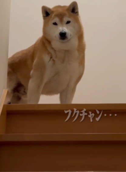 お兄ちゃん、頑張って…！