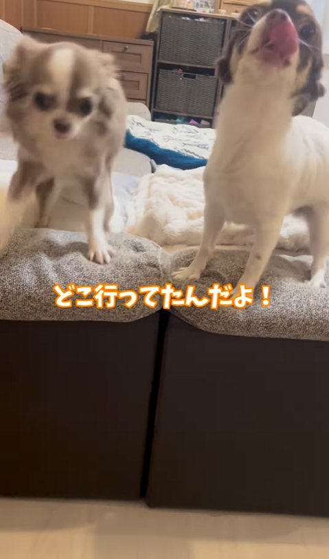 おしゃべりする2匹の小型犬