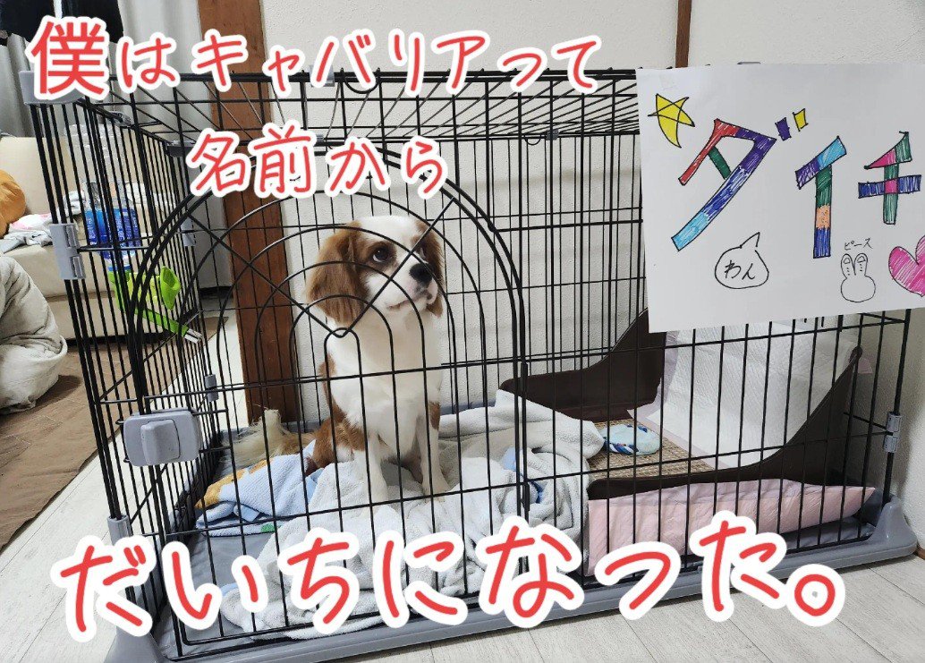 ケージの中にいるだいちくん