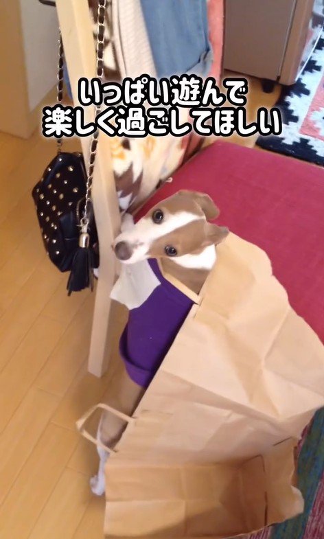 とらきち君のビフォーアフター7