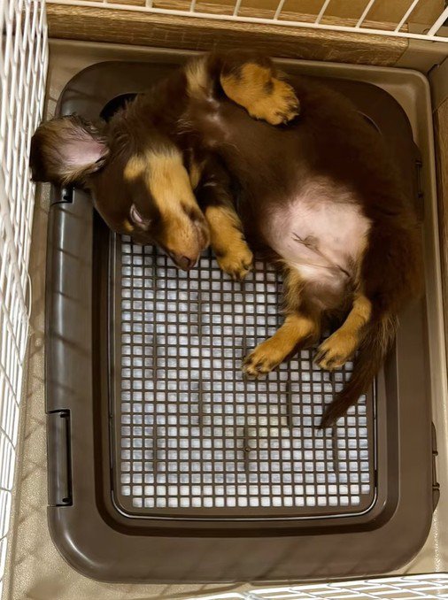 うにくんのお迎え前後のギャップ6