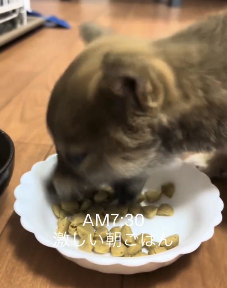 お皿に顔を突っ込んで食べる子犬