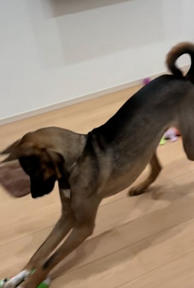 姿勢が良い犬