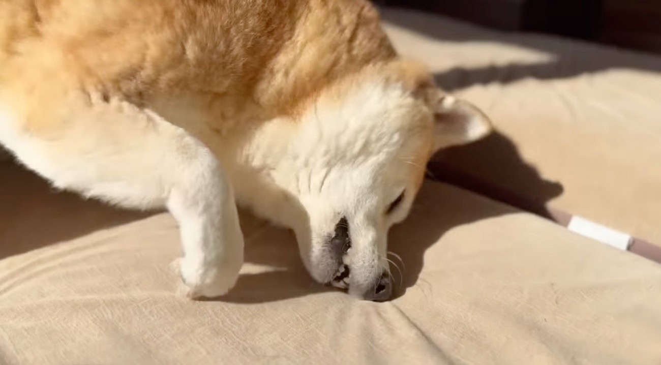 床に顔を擦り付ける犬