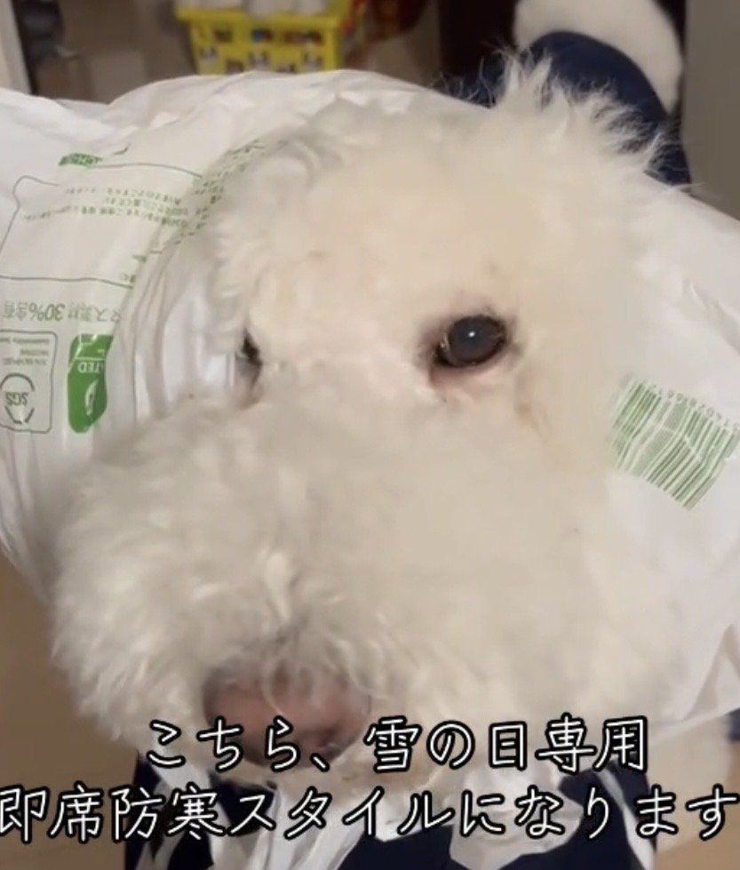 片目に袋がかかった犬