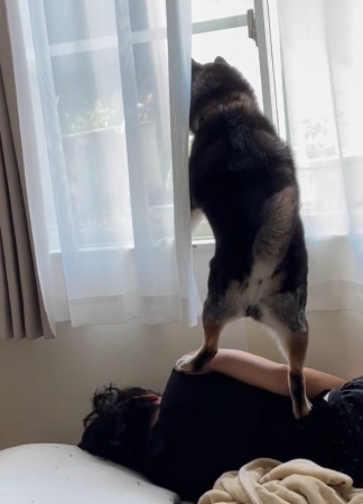 飼い主の上に立って、窓枠に前足を乗せる犬