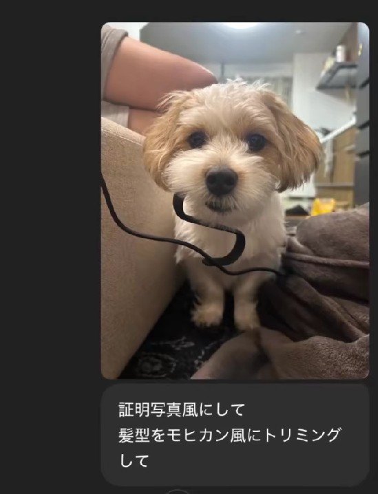 ChatGPTに愛犬のカットを相談