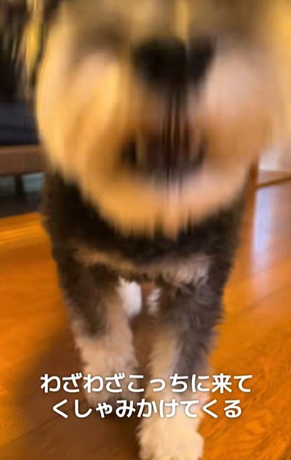 大袈裟にくしゃみをするミニチュアシュナウザー