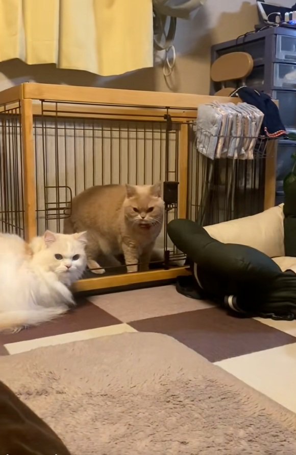 わんこを睨む2匹