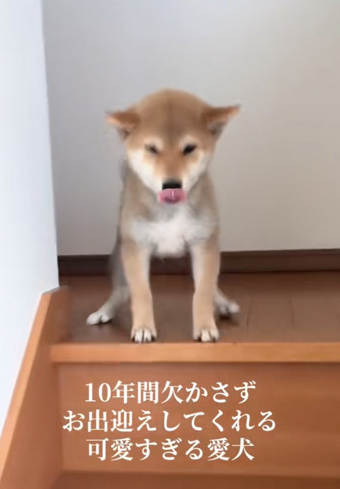 階段上の犬