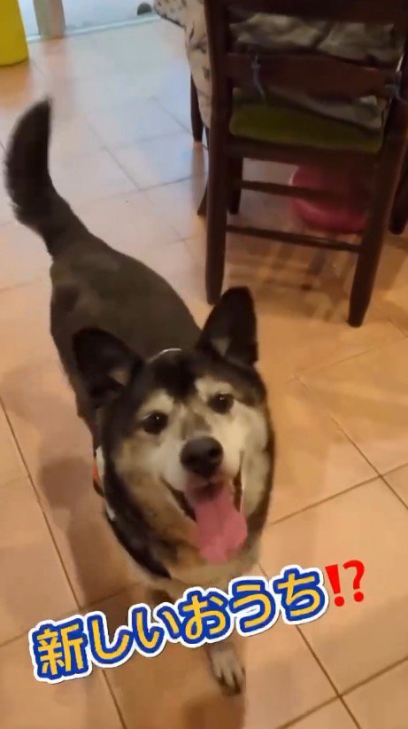 家の中を笑顔で歩き回る犬