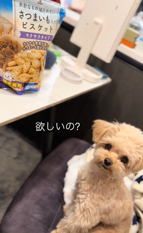 くまちゃんに「おやつほしいの？」と聞いたら5