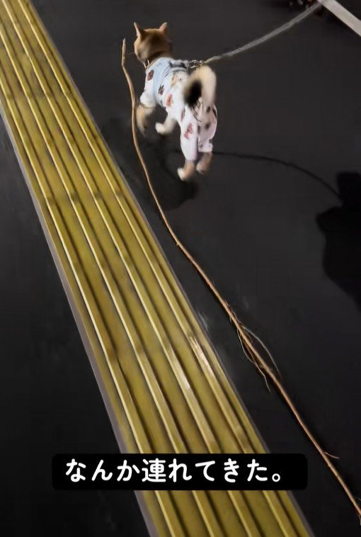 枝は1.5～2mくらいありそう？