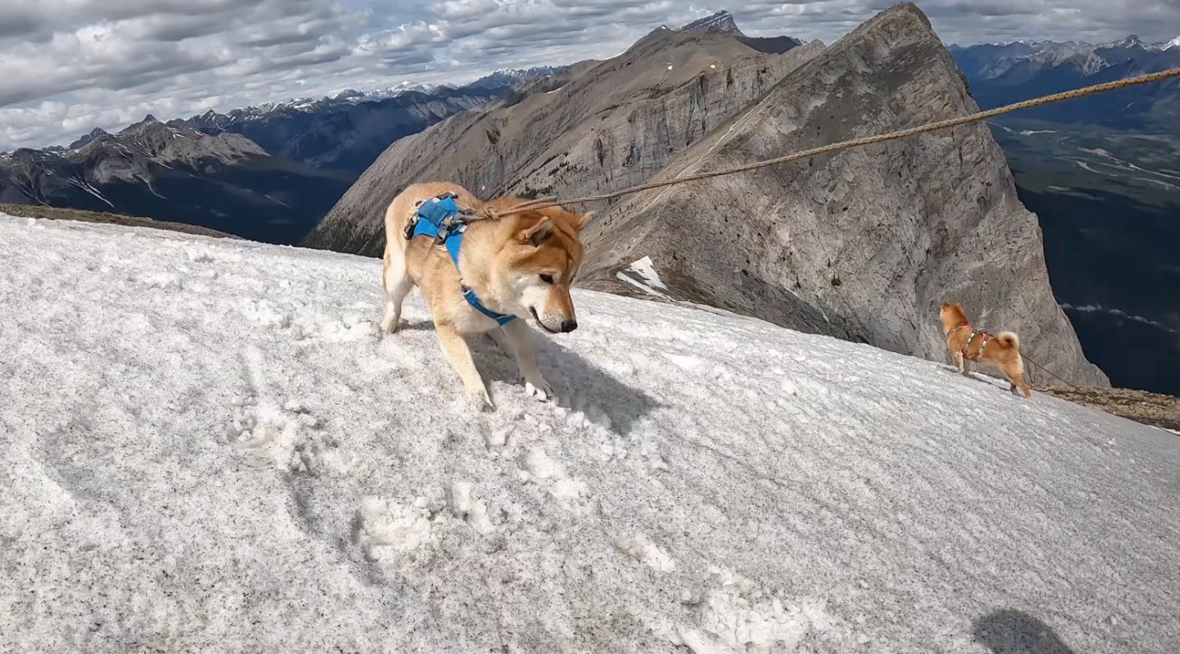 積もった雪の上を走る2頭の犬