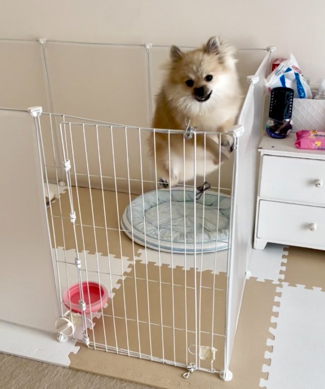 サークルを飛び超えそうな小型犬