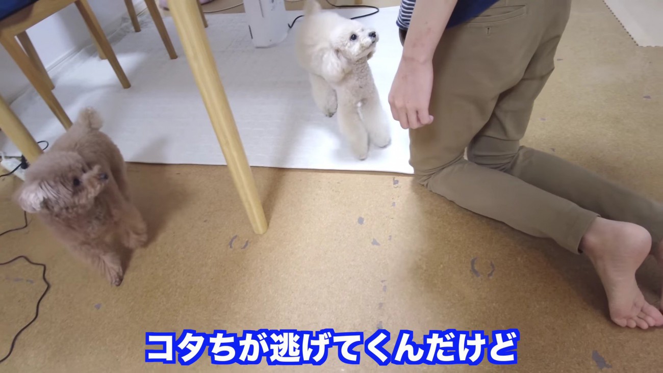 「謝らないと許さないよ！！」