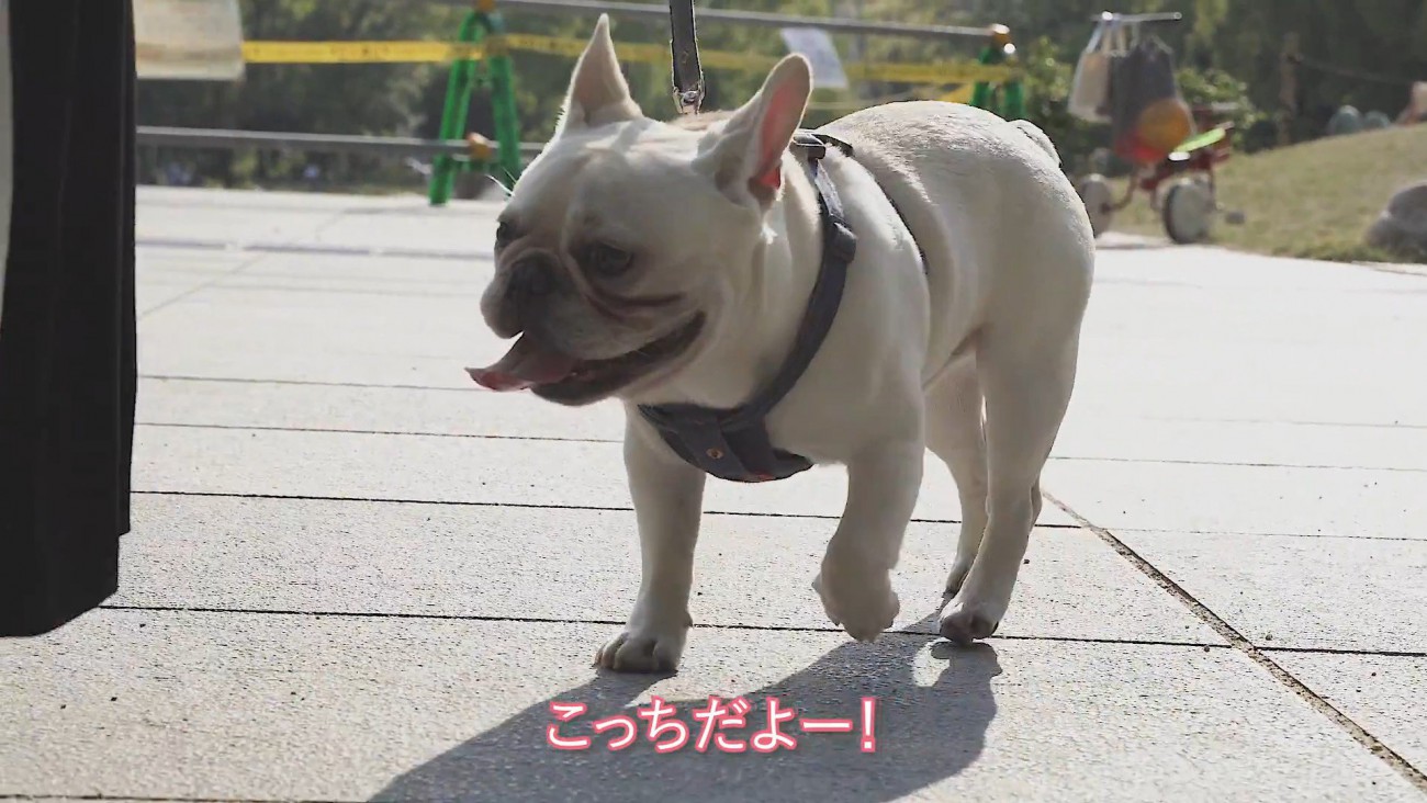 ご機嫌でお散歩する坊くん♪