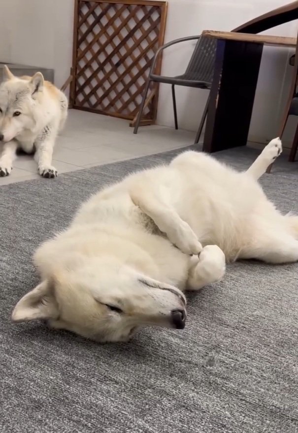 眠くなってきたナオちゃん