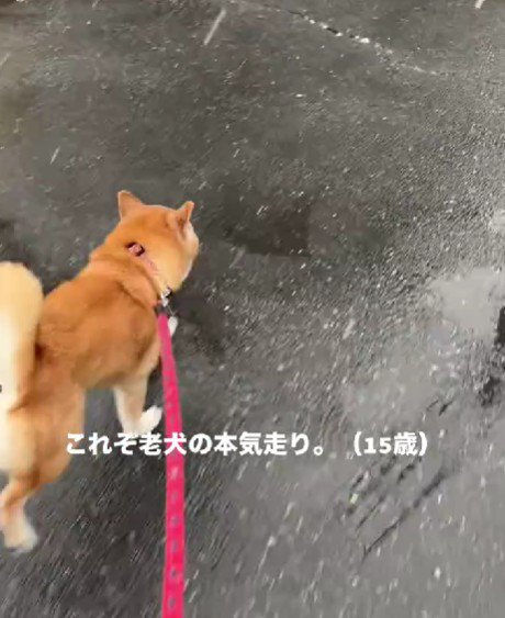 自分の足で全力ダッシュ