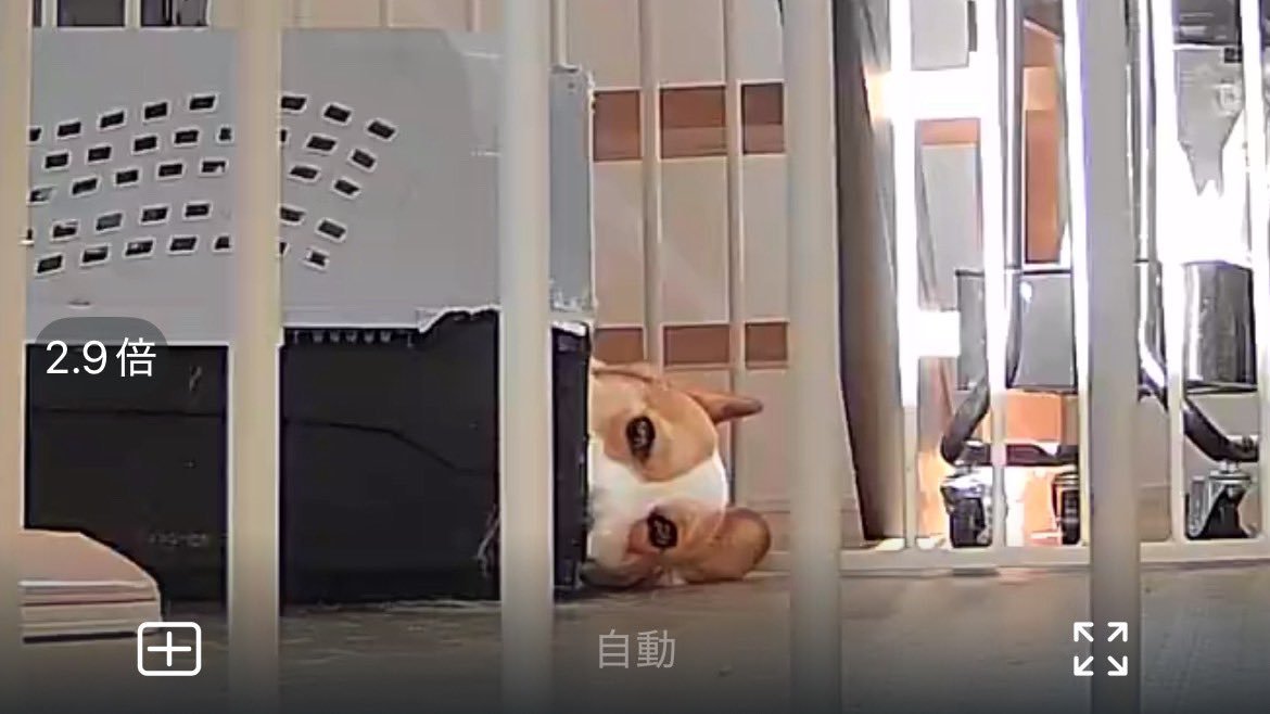 コーギー