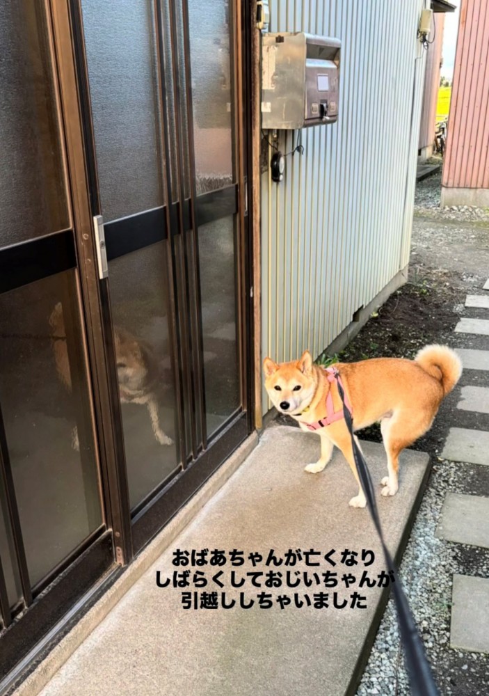 玄関の前でこちらを振り返る犬