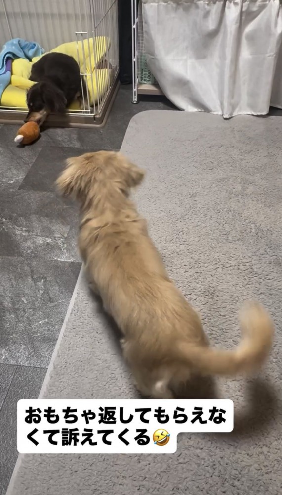 おもちゃを咥える犬を見つめる犬