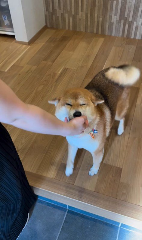 お友達が遊びに来た時のはちちゃん⑩