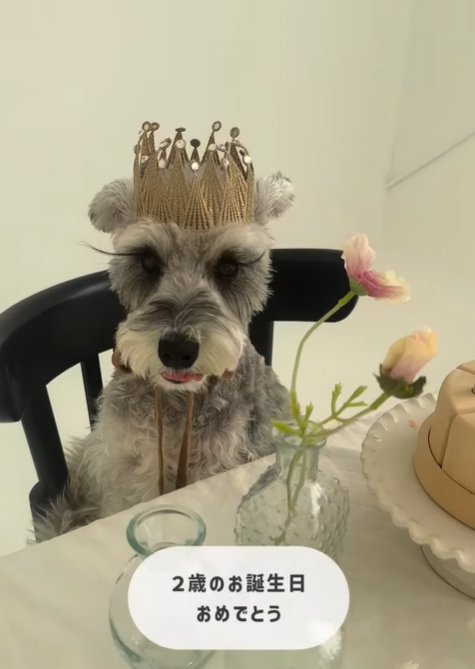 誕生日を祝う小型犬