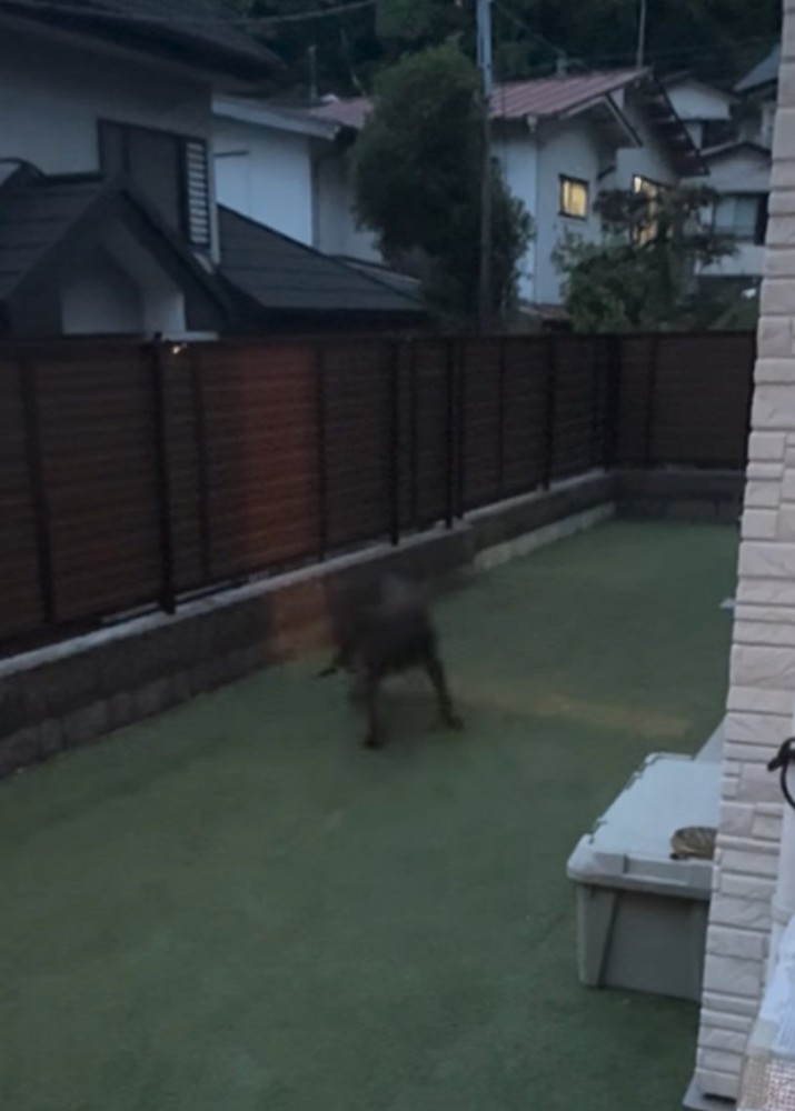 ぐるぐる回る大型犬2