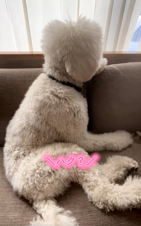 無視するハクくん