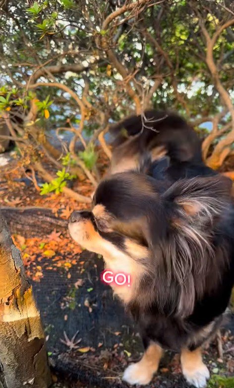 まる君とお姉ちゃんの再会5