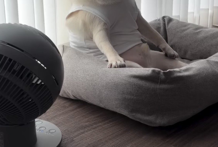 クッションに腰掛ける犬の足