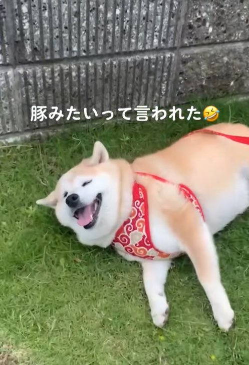 寝転がる柴犬