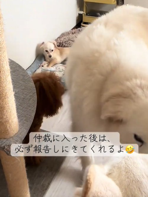 立ち上がる犬
