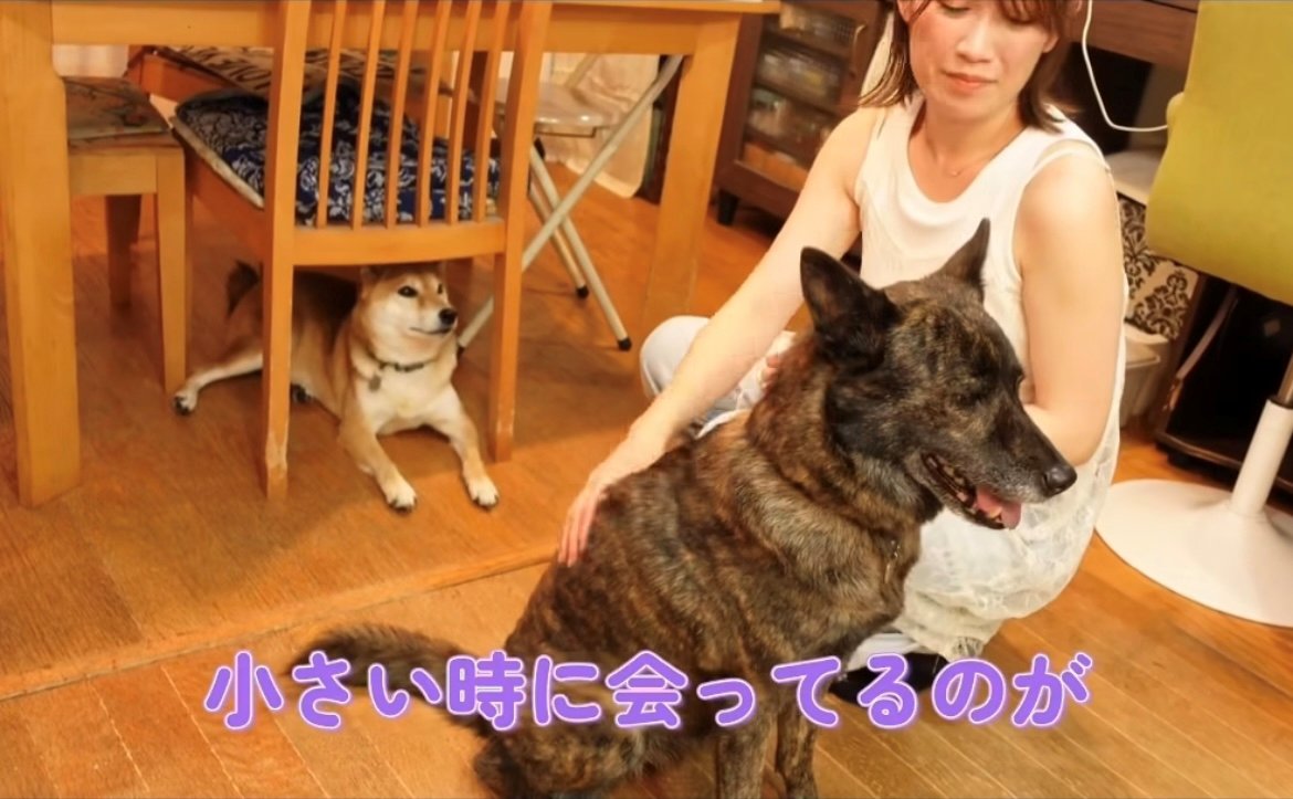 嬉しそうに撫でられている犬