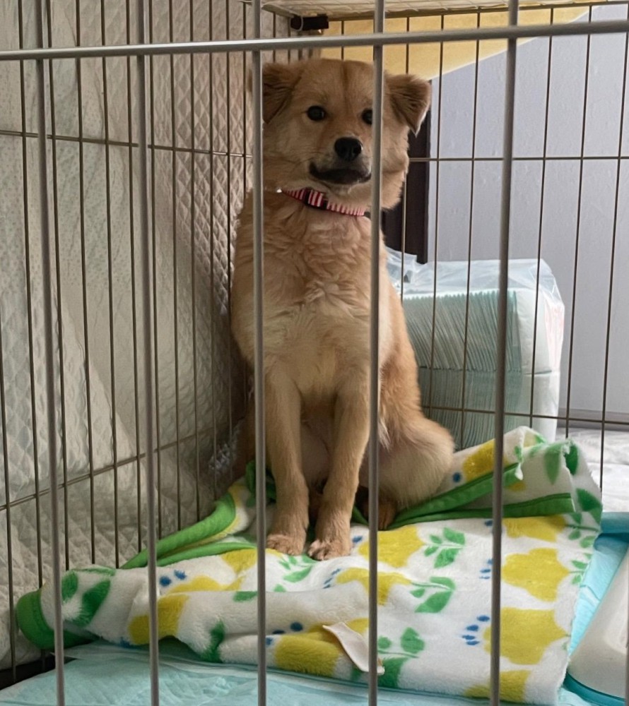 お座りするナナちゃん