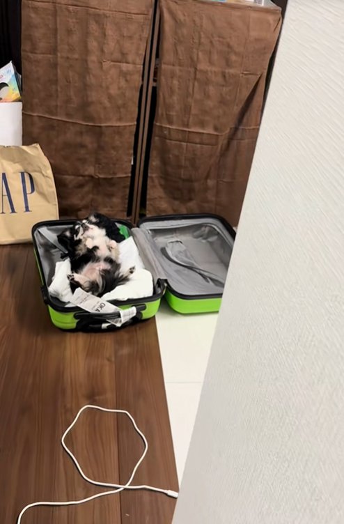 スーツケースに入っている小型犬