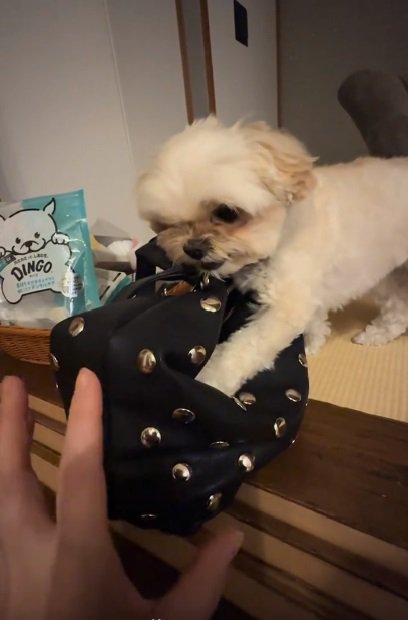 鼻にしわを寄せるすずめちゃん