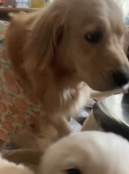 ママのマチルダちゃんも登場