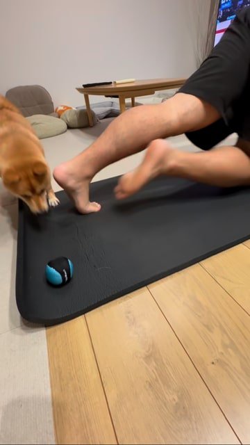 体勢を変える飼い主、その隙にボールを取ろうとする犬