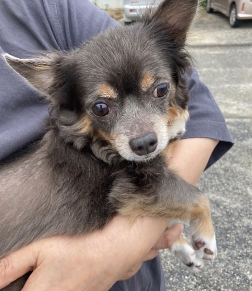 幸せな犬生だったはず。