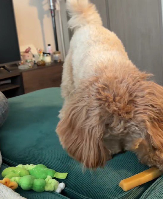 チーズが転がっちゃった
